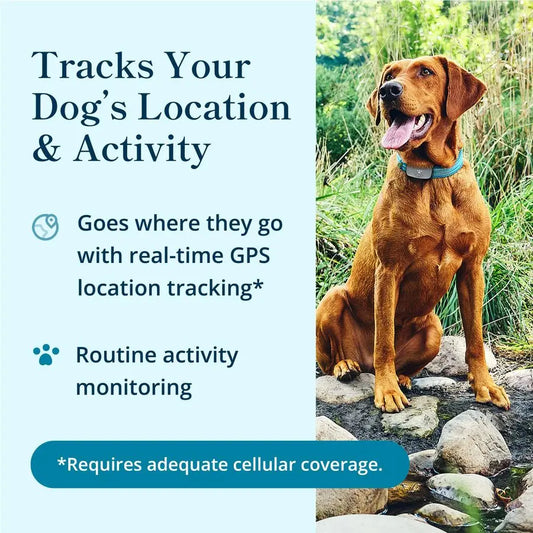 Smart GPS Dog Tracker with Real-Time Location and Activity Monitoring by PetZync